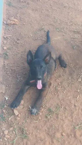 Vendo pastor belga malinois macho puro já todas as vacinas e vermifugado valor 800 reais