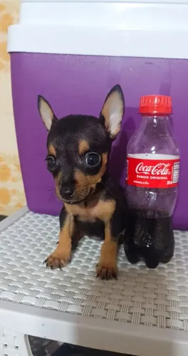 Pinscher miniatura /Um amigo para todos os momentos