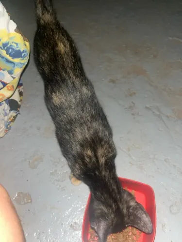 Gato pra doação 