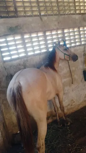 Porda  quarto de milha