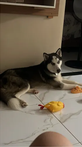 Husky siberiano