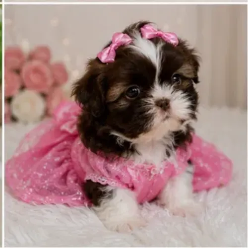 Shitzu Shih tzu chocolate com branca Fêmea para reserva
