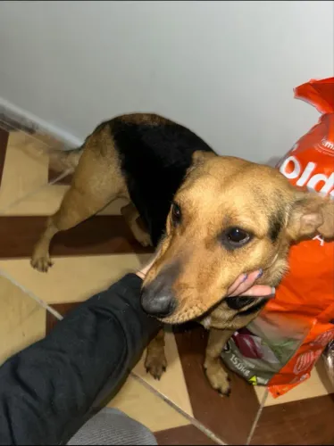 Estou doando uma linda cachorrinha 