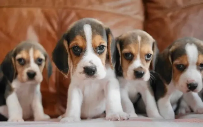 Beagle filhotes a venda 