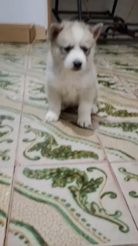filhotes de cachorro husky siberiano