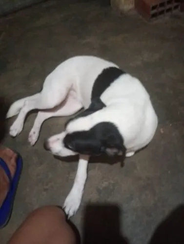 Doação consciente de uma cachorrinha