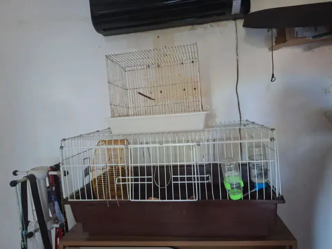 Gaiola Grande 80cm para Coelho e Roedores + Rodinha, e gaiola pequena de brinde.