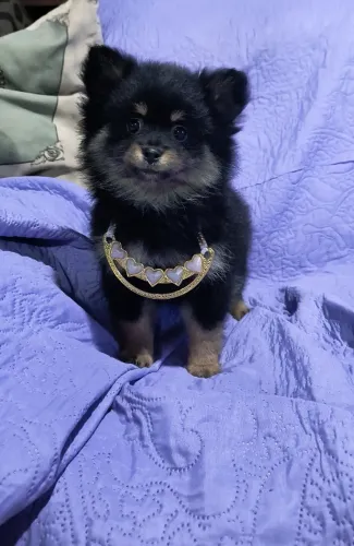 Linda filhote de Lulu da Pomerânia mini Spitz 