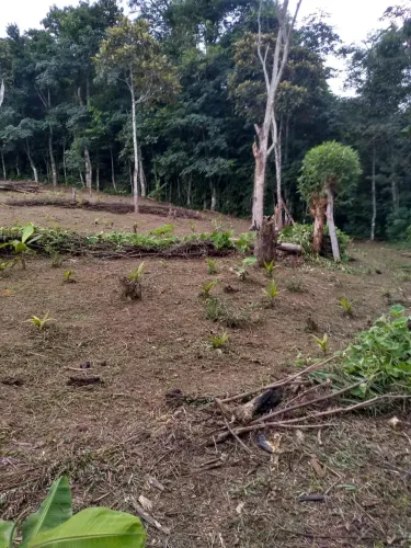 Terreno à venda, 20000 m² por R$ 85.000,00 - Rio Sagrado - Morretes/PR