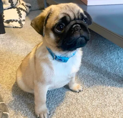 Pug Seu próximo doguinho pode estar nesta seleção
