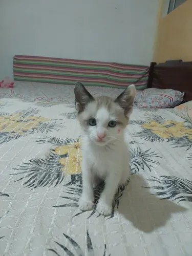 Doa se gatinho macho