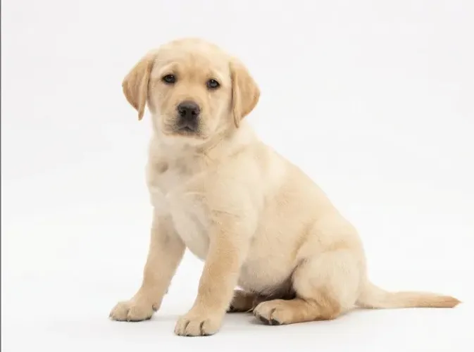 Labrador doceis e companheiros 