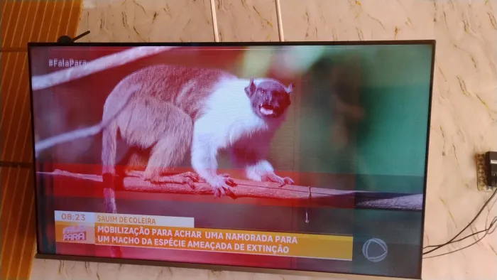 Vendo TV Smartv Toshiba 55 polegadas com listras na tela