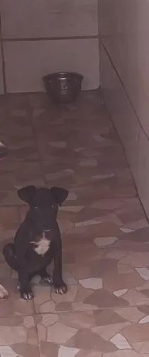 Tenho uma filhote fêmea de 3 meses pra doar.
