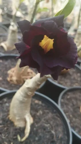 Rosa do Deserto Negra