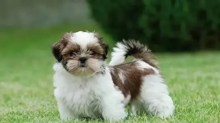 DOAÇÃO DE SHIH TZU