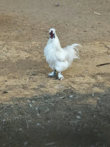 Galinha Japonesa