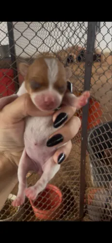 Pinscher fêmea pra reserva