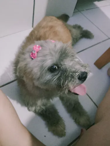 Vendo cachorra na raça podle e filhotes