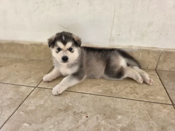Filhote husky siberiano
