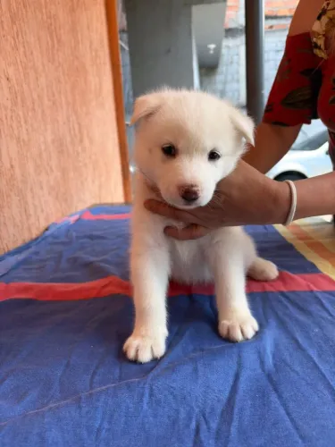 Husky siberiano 