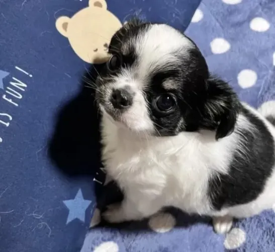 Baby Chihuahua super dócil e de linhagem selecionada