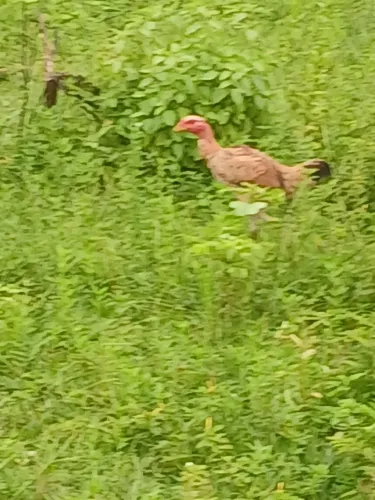 VENDO FRANGOS. FRANGAS, GALINHAS GALOS