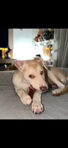 Cachorro husky siberiano