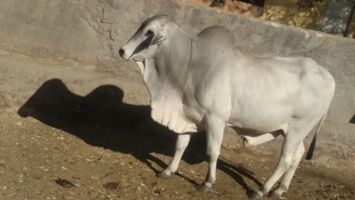 Vendo e pego carro um lote de gado extra