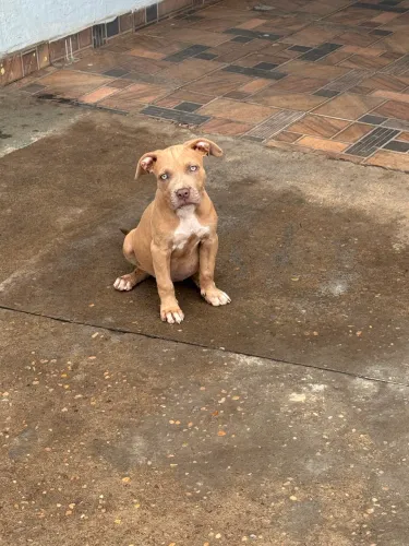 Cachorro pitbull