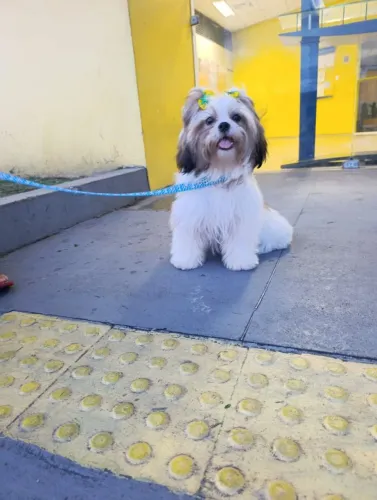 VENDO LINDA FEMEA SHIH TZU FILHOTE