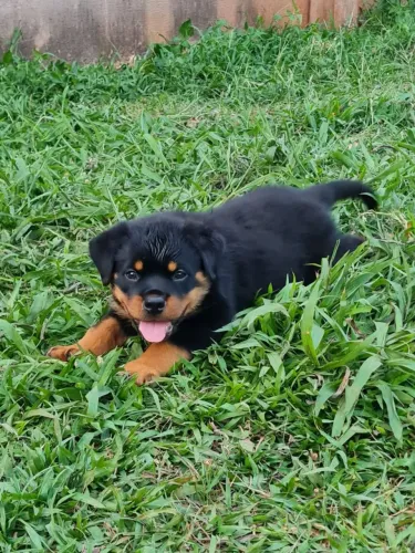 Filhote de rottweiler fêmea disponível na promoção R$ 2.400,0