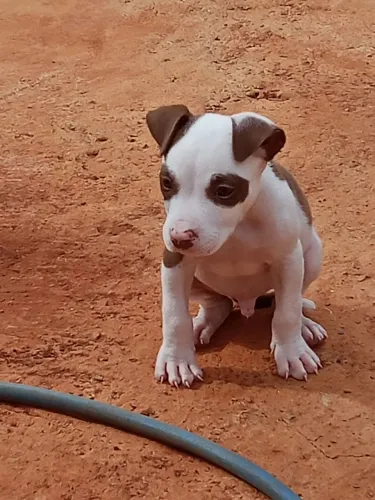 Vendo filhote de Pitbull 