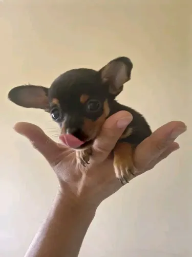 Pinscher Miniatura (00)