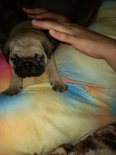 Pugs