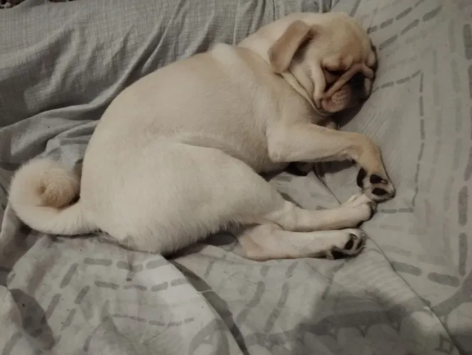 Vendo Pug branca rara oportunidade única
