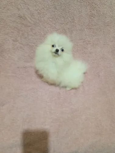 Spitz alemão anão fêmea branca com 67 dias pai e mãe anão