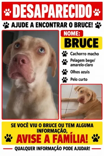 Cachorro desaparecido