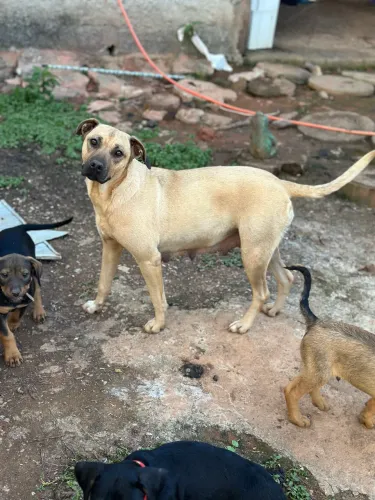 Filhote de cachorro pra doação, 4 filhotes pra ser adotado obs 3 fêmeas 1 macho  