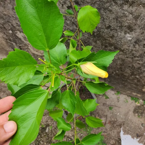 Planta Hibisco Amarelo