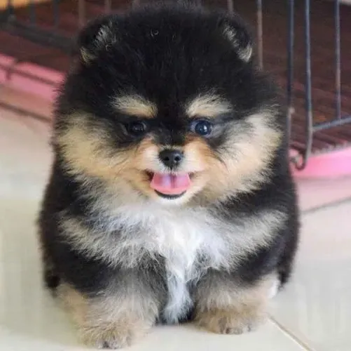 Cachorro Lulu da Pomerania black pequeno e muito elegante