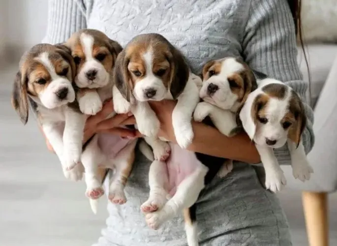 Beagle para toda a família.