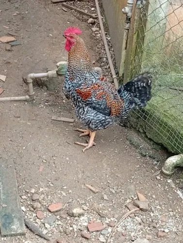 Galo carijó raça pura
