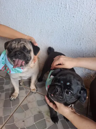 Filhotes de Pug disponíveis