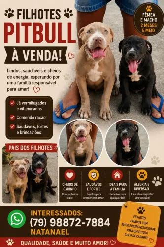 Filhotes de Pit Bull fêmea e macho