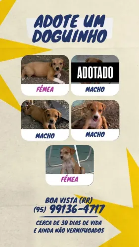 Doação de cachorrinhos