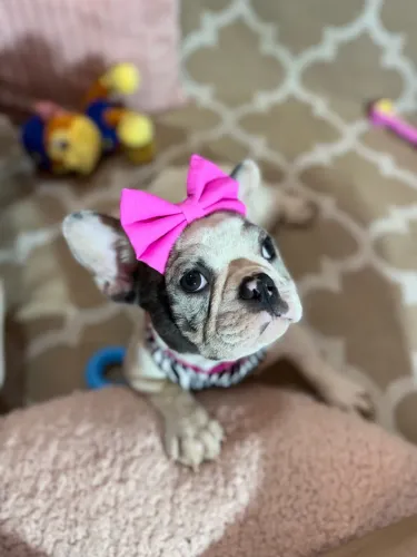 Bulldog francês fêmea - VALOR MEGA REDUZIDO
