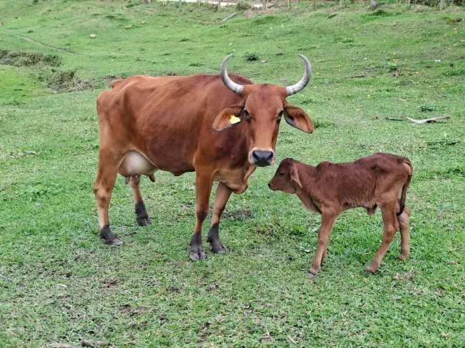 Vaca para leite com terneira