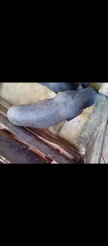 Porca caipira capona