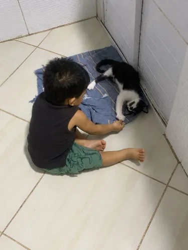 Gatinho macho